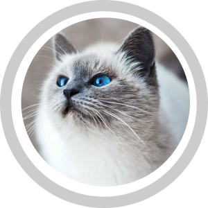 Cat1_Krug_obican