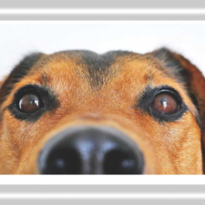 Pravougaonik utisnut